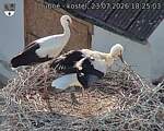 Capi_Dubne_20260723_182503.jpg