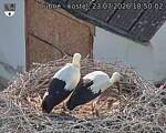 Capi_Dubne_20260723_185002.jpg