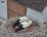 Capi_Dubne_20260723_191503.jpg