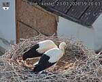 Capi_Dubne_20260723_192003.jpg