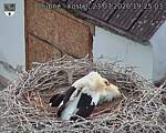 Capi_Dubne_20260723_192503.jpg