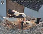 Capi_Dubne_20260723_195003.jpg