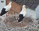 Capi_Dubne_20260723_205003.jpg