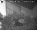 Capi_Dubne_20260724_001003.jpg