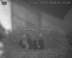 Capi_Dubne_20260724_012502.jpg