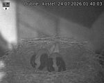 Capi_Dubne_20260724_014003.jpg