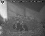 Capi_Dubne_20260724_015002.jpg