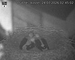 Capi_Dubne_20260724_024502.jpg