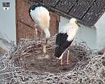 Capi_Dubne_20260724_051503.jpg