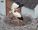 Capi_Dubne_20260724_053502.jpg