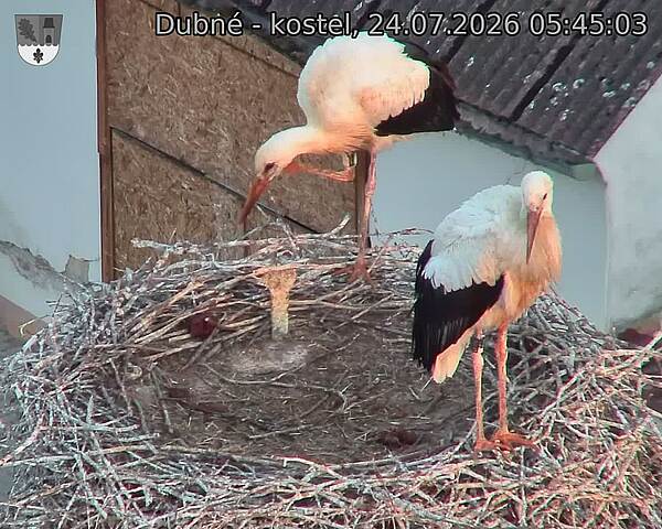 Capi_Dubne_20260724_054503.jpg (1350&nbsp;x&nbsp;1080)