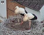 Capi_Dubne_20260724_060502.jpg