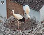 Capi_Dubne_20260724_062003.jpg