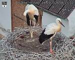 Capi_Dubne_20260724_062502.jpg