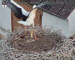 Capi_Dubne_20260724_063503.jpg
