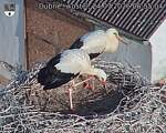 Capi_Dubne_20260724_065504.jpg