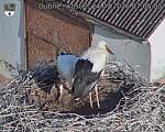 Capi_Dubne_20260724_070503.jpg