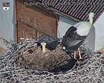 Capi_Dubne_20260724_071503.jpg