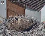 Capi_Dubne_20260724_072004.jpg