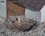 Capi_Dubne_20260724_072504.jpg
