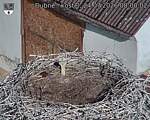 Capi_Dubne_20260724_080002.jpg