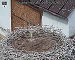 Capi_Dubne_20260724_105503.jpg
