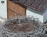 Capi_Dubne_20260724_112002.jpg