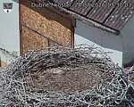 Capi_Dubne_20260724_133003.jpg