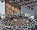 Capi_Dubne_20260724_142003.jpg