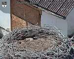 Capi_Dubne_20260724_151002.jpg