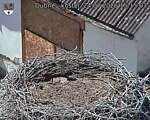 Capi_Dubne_20260724_151503.jpg