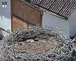 Capi_Dubne_20260724_152002.jpg