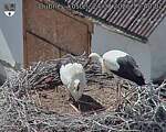 Capi_Dubne_20260724_154002.jpg