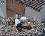 Capi_Dubne_20260724_155002.jpg