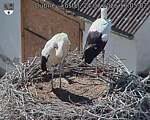 Capi_Dubne_20260724_160502.jpg