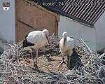 Capi_Dubne_20260724_170002.jpg