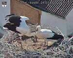 Capi_Dubne_20260724_170503.jpg