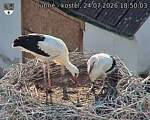 Capi_Dubne_20260724_185003.jpg