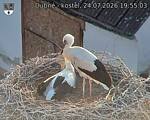 Capi_Dubne_20260724_195503.jpg
