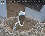 Capi_Dubne_20260724_201003.jpg