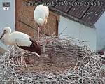 Capi_Dubne_20260724_204502.jpg