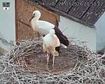 Capi_Dubne_20260724_205002.jpg
