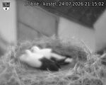 Capi_Dubne_20260724_211502.jpg
