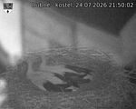 Capi_Dubne_20260724_215002.jpg