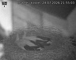Capi_Dubne_20260724_215503.jpg