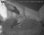 Capi_Dubne_20260724_220002.jpg