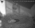 Capi_Dubne_20260725_000003.jpg