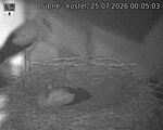 Capi_Dubne_20260725_000503.jpg