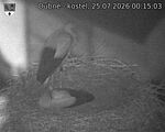 Capi_Dubne_20260725_001503.jpg