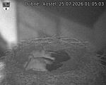 Capi_Dubne_20260725_010503.jpg